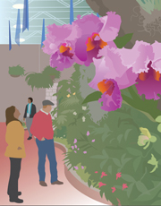 Orchid Show Orchid Show at Missouri Botanical Garden, illustration by Janet Muhn