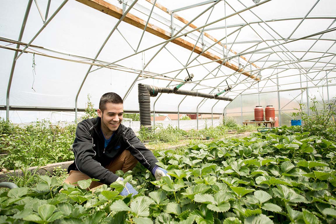 Dietetic interns will have opportunities to make an impact at SLU's urban garden and in the St. Louis community. A male student in a black jacket leans into a bed of plants in a greenhouse