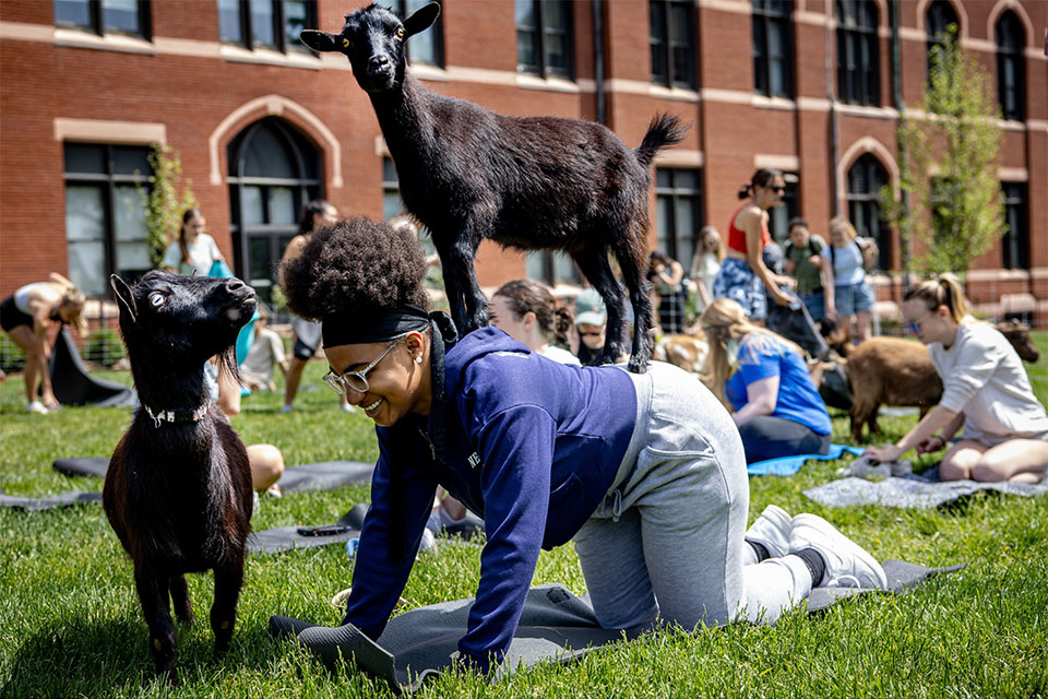 Student practicing yoga with two small goats on top and next to her Student practicing yoga with two small goats on top and next to her