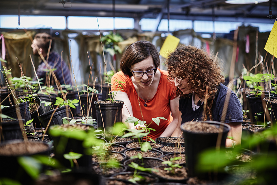 Researchers in the Fowler-Finn Lab examine a plant in a SLU greenhouse. Researchers in the Fowler-Finn Lab examine a plant in a SLU greenhouse.