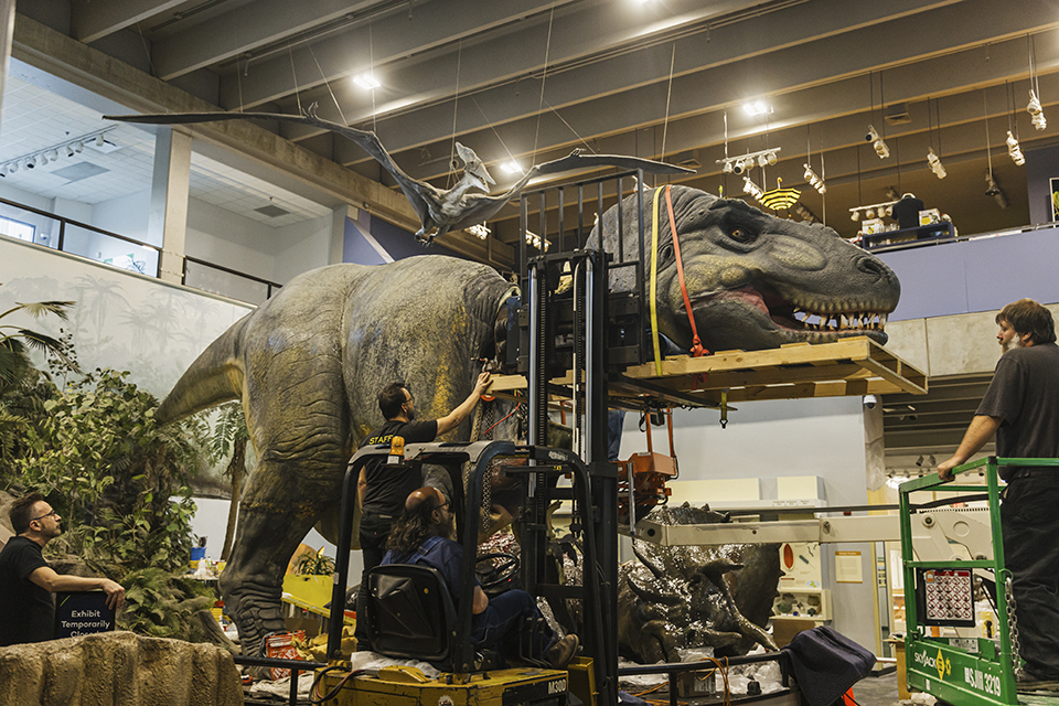 Team members working on the T. rex. A large robotic dinosaur sits on a platform, above the team of workers. From below, a worker operates a forklift that is lifting a wooden pallet containing the dinosaur's head whlie another worker stands by, guiding the pallet from the outside.