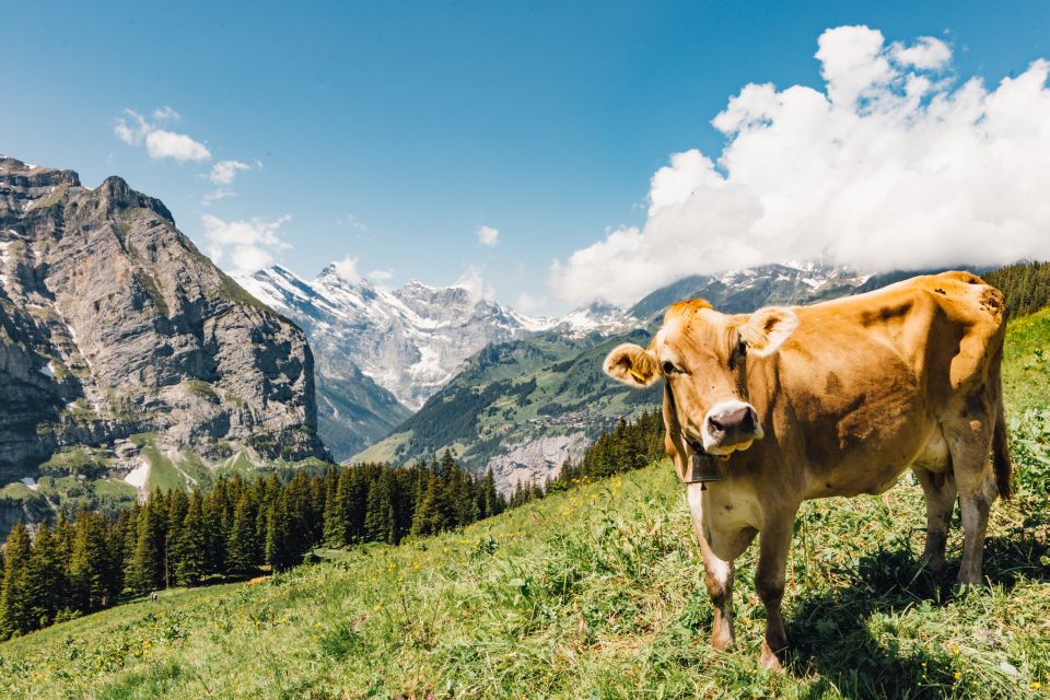 Wild Card Winner Wild Card Winner