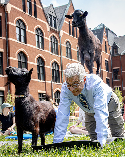 Pestello with goats during goat yoga Pestello, in a shirt and tie, is on his hands and knees with a goat on his back and another goat standing next to him, during a goat yoga session in SLU's quad.