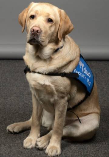 Woody Harson-Daviswood Woody the Facility Dog, sitting up wearing a facility dog vest